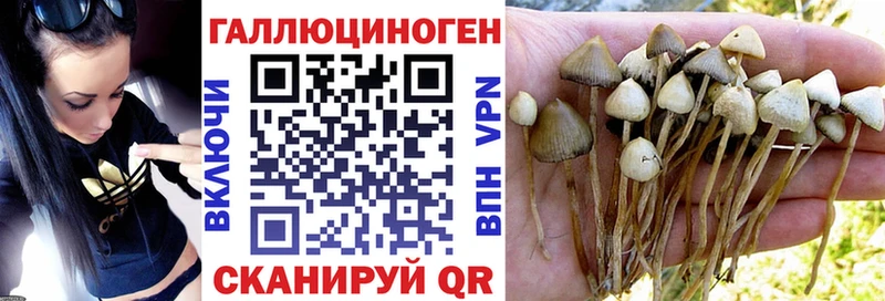 Купить  Вилюйск  Псилоцибиновые грибы Magic Shrooms 